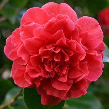 Camelia jap. Kramers supreme, arbust ornamental, gradina japoneza, planta parfumata
