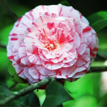Camelie (Camelia Bonomiana)