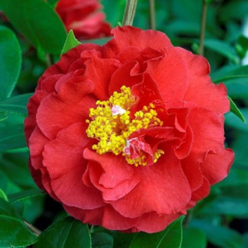 Camelie (Camelia jap. Blood of China), vesnic verde, planta ornamentala, flori rosu