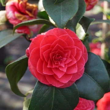 Camelie (Camellia J. Principessa Baciocchi)