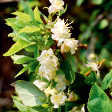 Caprifoi parfumat (Lonicera fragrantissima), planta gard viu, planta cataratoare, planta parfumata