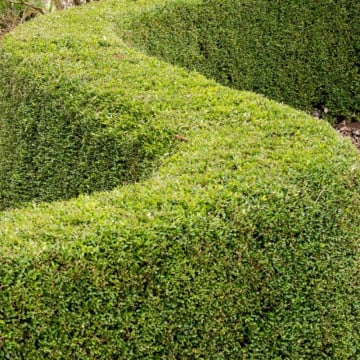 Caprifoi tarator (Lonicera nitida Elegant), vesnic verde, planta cataratoare