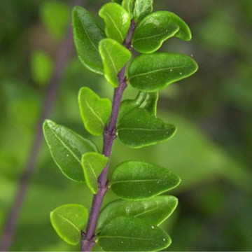 Caprifoi târâtor (Lonicera nitida Maigrun) ghiveci 2 l, vesnic verde, planta cataratoare - Img 2