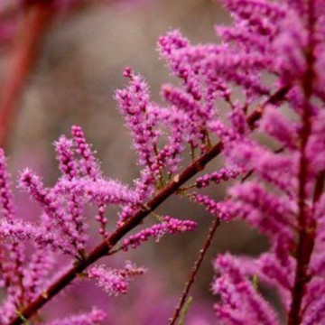 Catina ornamentala rosie (Tamarix ramossisima Rubra), arbust ornamental - Img 2