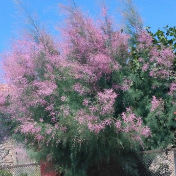 Catina rosie (Tamarix ramossisima), planta gard viu, arbust ornamental, flori roz - Img 2