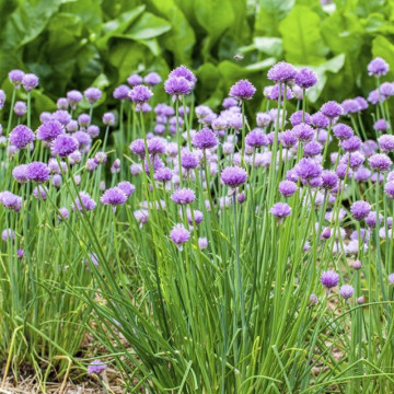 Ceapa de frunze (Allium schoenoprasum), planta perena, flori mov - Img 3