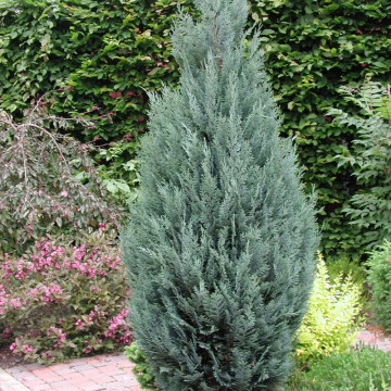 Chiparos albastru (Chamaecyparis law. Columnaris) 100-120 cm - Img 1