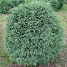 Chiparos glob (Chamaecyparis law. Globosa), vesnic verde, conifer ornamental - Img 2