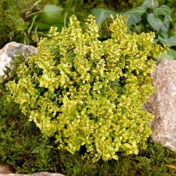 Cimbrisor auriu (Thymus citriodorus Aureus) - Img 2