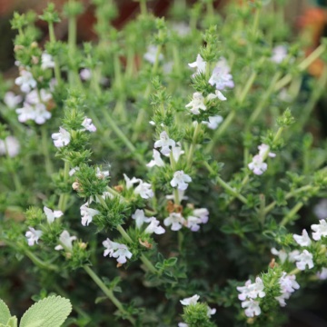Cimbru de iarna (Satureja montana), planta acoperitoare de sol, planta aromatica, planta parfumata