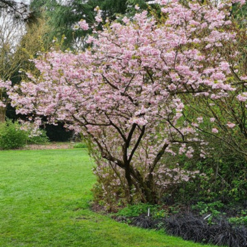Cires japonez roz (Prunus incisa Oshidori), arbore ornamental, flori roz - Img 2