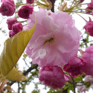 Cires japonez roz (Prunus serrulata Pink Perfection) ghiveci 2L, planta ornamentala, gradina japoneza, planta parfumata - Img 4