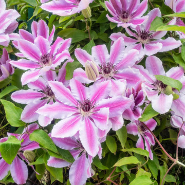 Clematita (Clematis Nelly Moser), planta gard viu, planta cataratoare, flori roz - Img 2