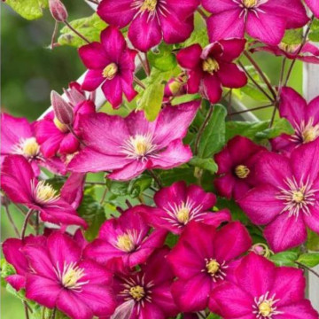 Clematita (Clematis Ville De Lyon), planta cataratoare, flori rosu - Img 3