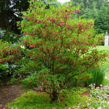 Clopotei arbust (Enkianthus campanulatus), arbust ornamental, flori roz - Img 4