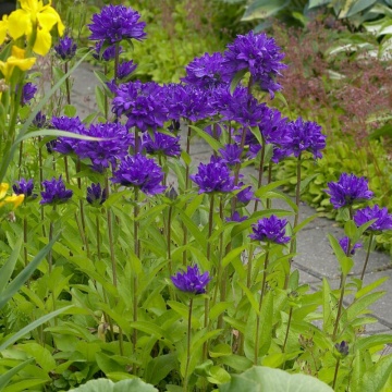 Clopotel (Campanula glomerata Superba), planta perena, flori mov