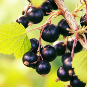 Coacaz negru (Ribes nigrum Titania), arbust fructifer