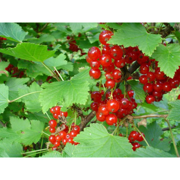 Coacaz rosu (Ribes rubrum), arbust fructifer