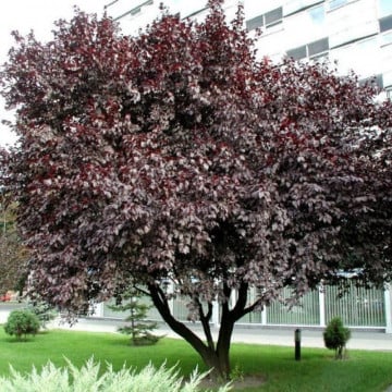 Corcodus rosu (Prunus cerasifera Nigra) 40-60 cm, arbore ornamental, gradina japoneza, flori roz - Img 4