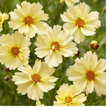 Coreopsis (Coreopsis grandiflora Uptick Cream) - Img 2