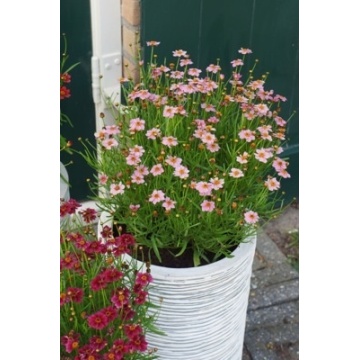 Coreopsis twinkerbell Pink, planta cu flori, flori galbene