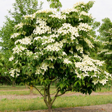 Corn chinezesc (Cornus kousa chinensis), arbust ornamental - Img 2