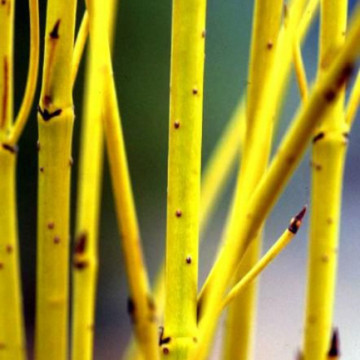 Corn galben (Cornus stolonifera Flaviramea), planta gard viu, arbust ornamental, frunzis galben - Img 3