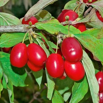 Corn Jeliko (Cornus mas Jeliko)
