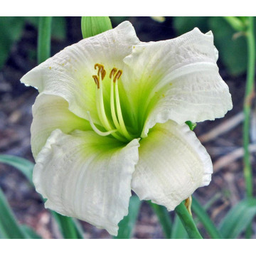 Crin de o zi (Hemerocallis gentle shepherd)