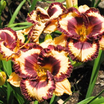 Crin de o zi (Hemerocallis 'open my eyes') - Img 3