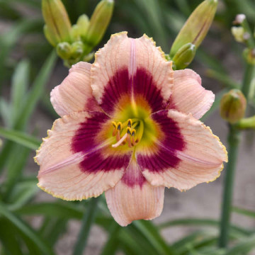 Crin de o zi (Hemerocallis 'Wineberry Candy'), plante perena, flori roz