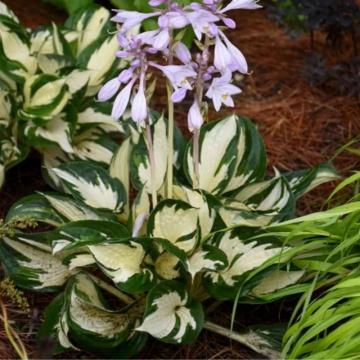 Crin de toamna (Hosta Fire and Ice)