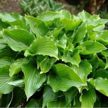 Crin de toamna (Hosta Invincible), bulbi crini, flori mov