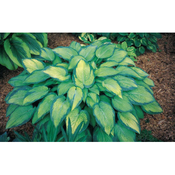 Crin de toamna (Hosta Pauls glory), bulbi crini, flori alb - Img 2