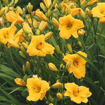 Crin de vara (Hemerocallis Bakabana), plante perena, flori galbene - Img 2