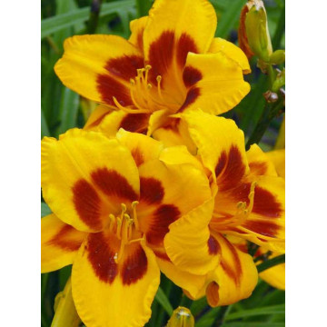 Crin de vara (Hemerocallis 'Black eyed susan'), plante perena, flori galbene