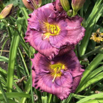 Crin de vara (Hemerocallis Lavender blue baby), plante perena, flori mov - Img 2