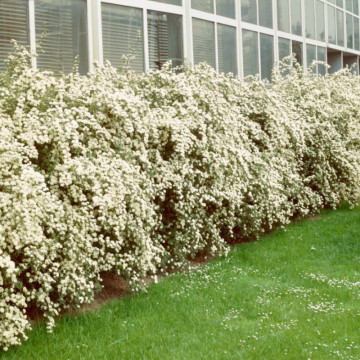 Cununita, floarea miresii (Spiraea Van-Houtei), planta gard viu, arbust ornamental, flori alb