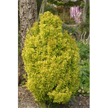 Dracila galbena (Berberis th. Golden torch), planta gard viu, arbust ornamental, gradina japoneza - Img 3