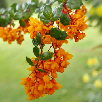 Dracila vesnic verde (Berberis darwinii), planta gard viu, gradina japoneza