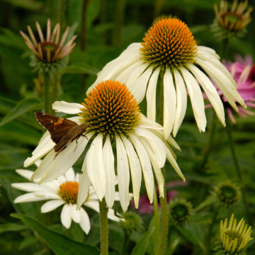 Echinaceea albă (Echinacea purpurea White-Swan), planta medicinala, flori alb - Img 2
