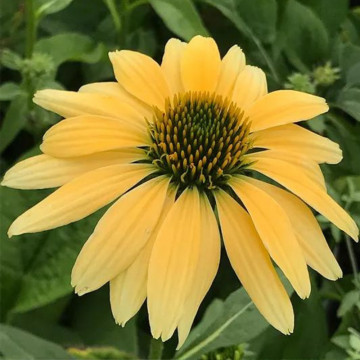 Echinaceea galbenă (Echinacea Mellow yellows), planta perena, planta medicinala, flori galbene - Img 2
