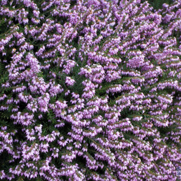 Erica darl darley dale, vesnic verde, planta ornamentala, flori mov - Img 2