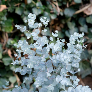 Eucalipt (Eucalyptus Silver Tropfen), vesnic verde, arbust ornamental, planta aromatica