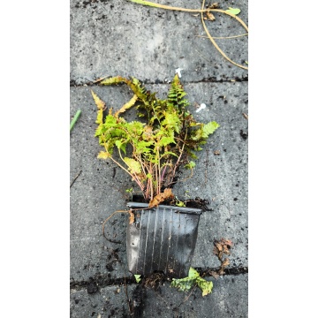 Feriga japoneza (Athyrium niponicum 'Burgundy Lace'), planta perena - Img 2