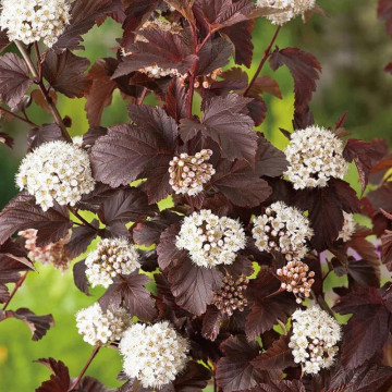 Fisocarpus (Physocarpus opulifolius Red Baron), planta gard viu, planta ornamentala, flori alb, roz - Img 3
