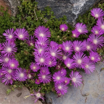 Floarea de cristal (Delosperma cooperi Table Mountain) - Img 2