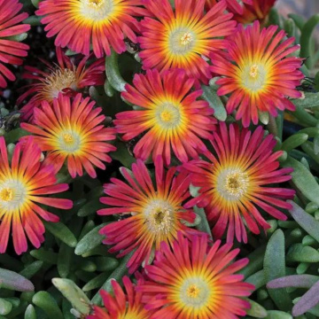 Floarea de cristal rosie (Delosperma cooperi Delmara Red), vesnic verde, planta perena, flori rosu - Img 3