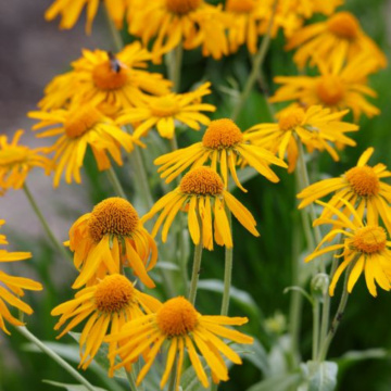 Floarea Elenei (Helenium hoopesii), planta perena, flori galbene - Img 3