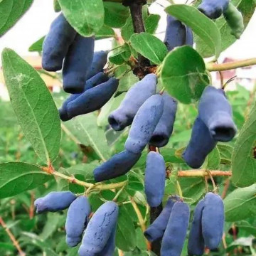 Fructele de miere (Lonicera kamtsch. Zielona)